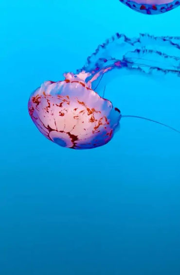 fish, humans, nostrils, organs, water, smell