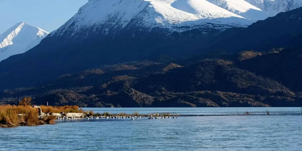 Minnesota, Alaska, Lake Iliamna, United States, marine animals