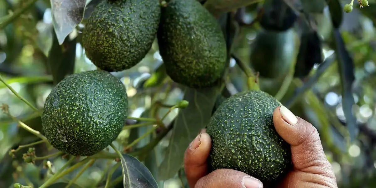 Avocados 