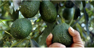 Avocados 