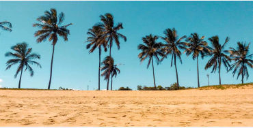  Coconut 