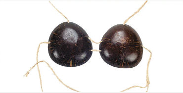 Coconut Bra 