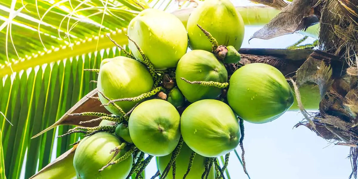 Coconuts