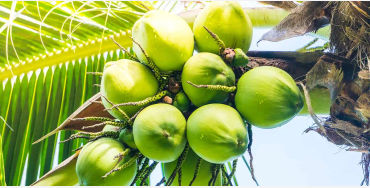 Coconuts