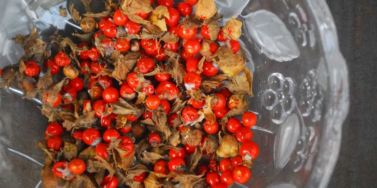 Ashwagandha 