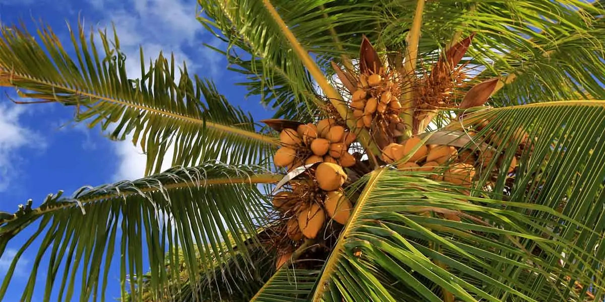 Coconut trees 