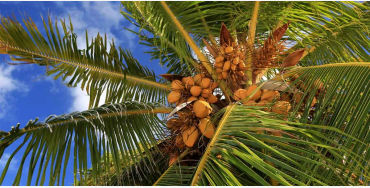 Coconut trees 