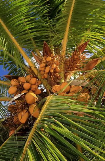 Coconut trees 