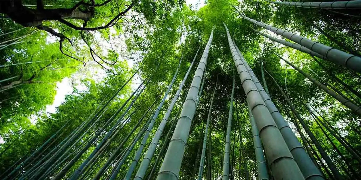 Bamboo