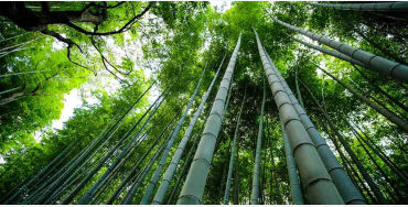 Bamboo