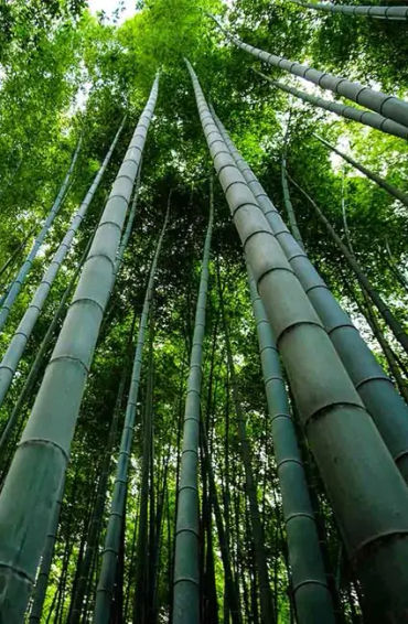 Bamboo