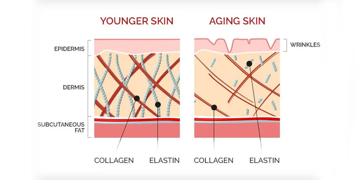 Collagen 