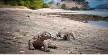 endangered creatures
