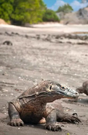 endangered creatures