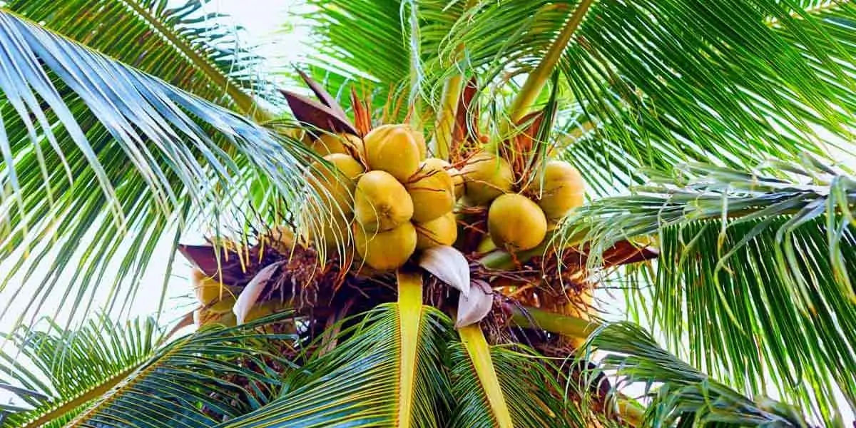 coconut, india, indonesia, philippones