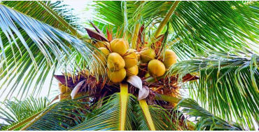 coconut, india, indonesia, philippones