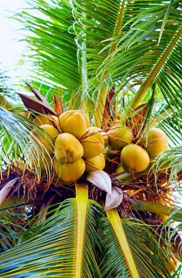 coconut, india, indonesia, philippones
