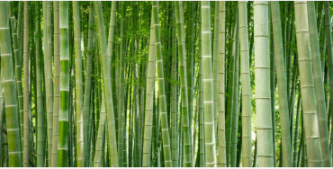 Bamboo,  grass, trees, woody, species, wood