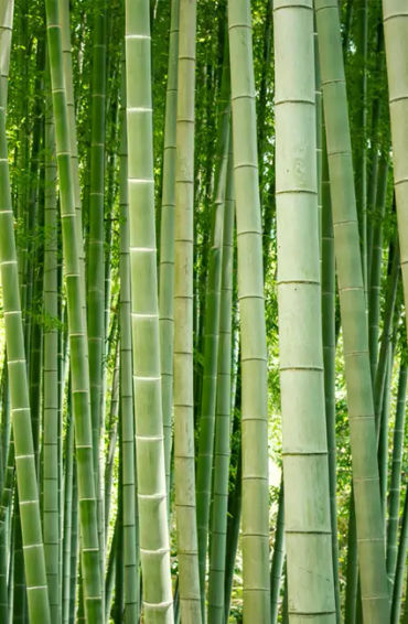 Bamboo,  grass, trees, woody, species, wood