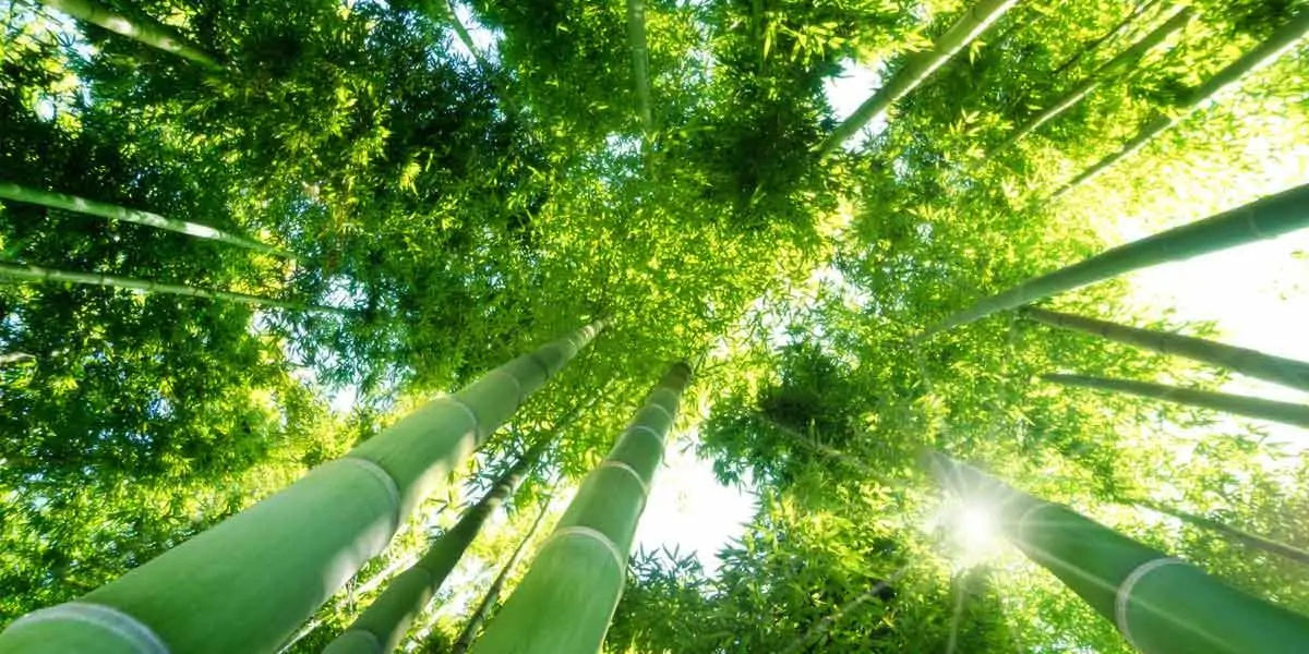 bamboo,  grass, trees, woody, species, wood