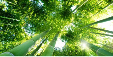 bamboo,  grass, trees, woody, species, wood