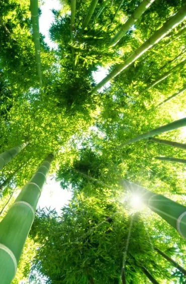 bamboo,  grass, trees, woody, species, wood