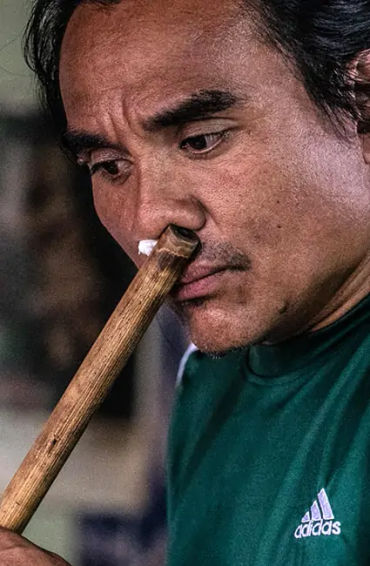 bamboo,  grass, trees, woody, species, wood