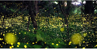 bioluminescent