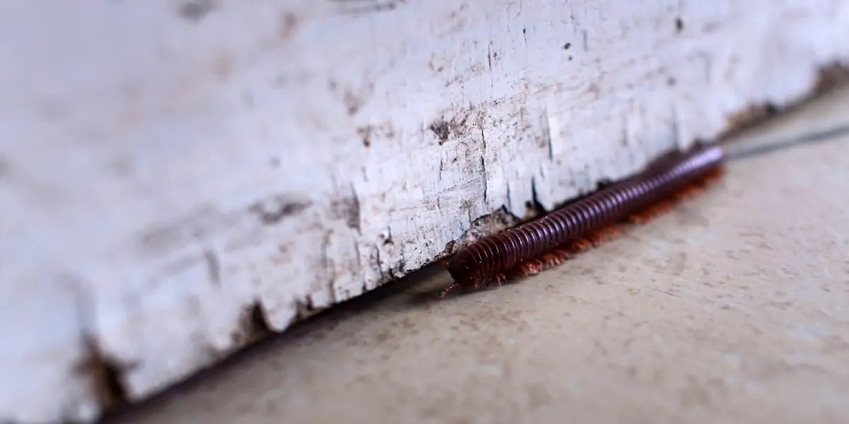 Centipedes