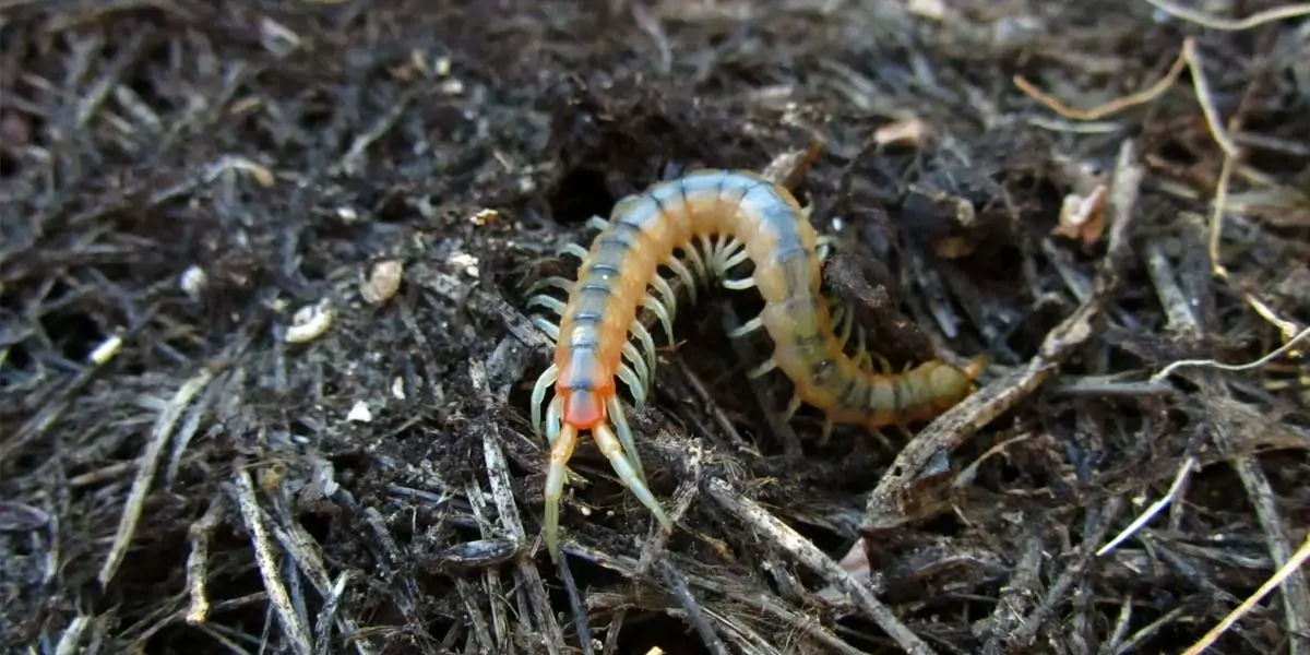 centipedes