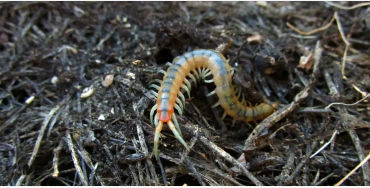  centipedes