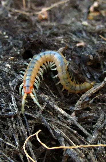  centipedes