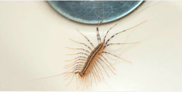 centipede