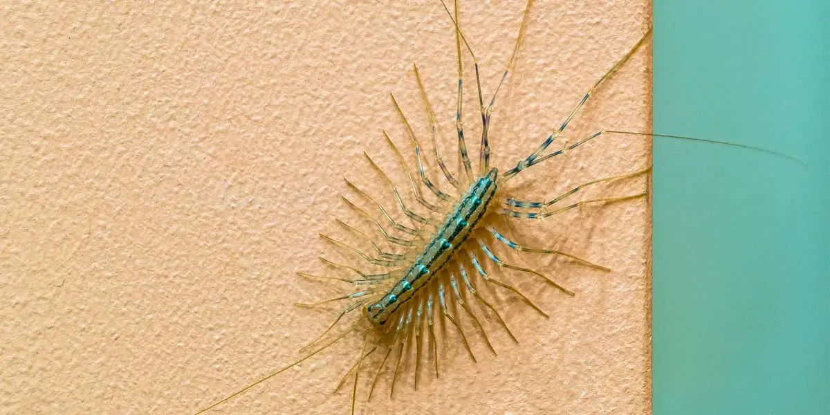 Centipedes