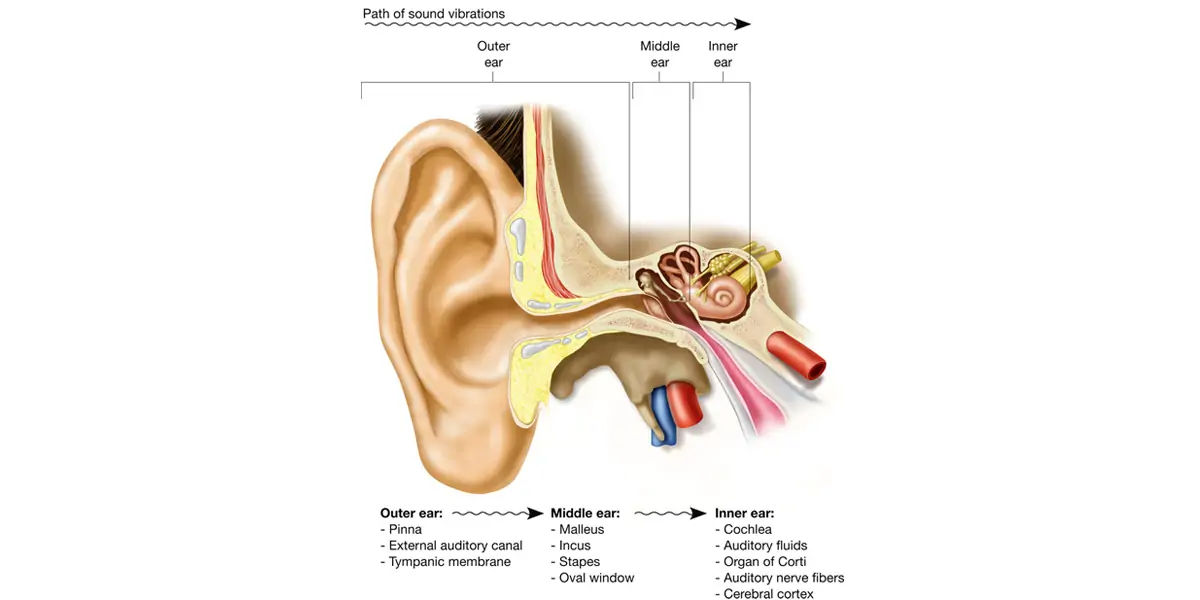 sound waves