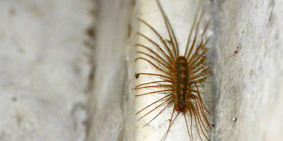 centipedes 