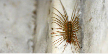 centipedes 