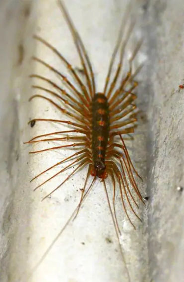 centipedes 