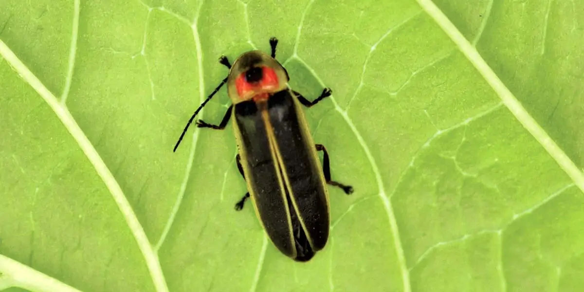 fireflies