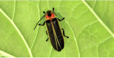 fireflies