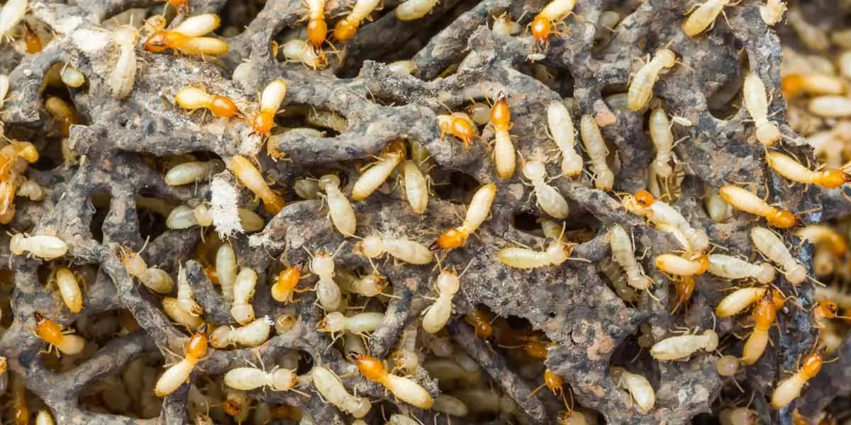 TERMITES