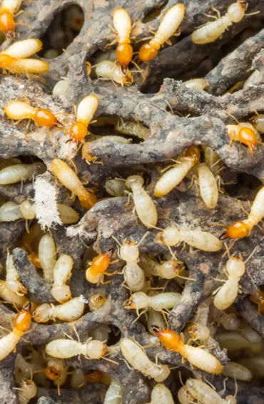 TERMITES 