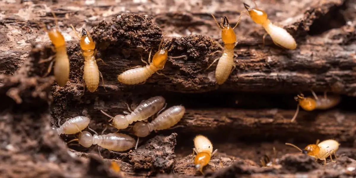 TERMITES