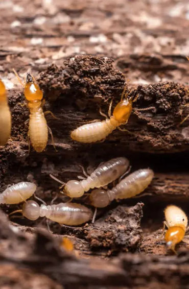 TERMITES  