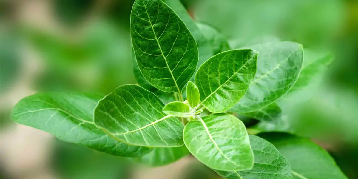 ashwagandha, herb, withaferins, withanolide glycosides, saponins, alkaloids, acylsteril glycosides