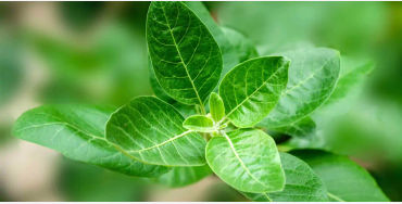 ashwagandha, herb, withaferins, withanolide glycosides, saponins, alkaloids,  acylsteril glycosides