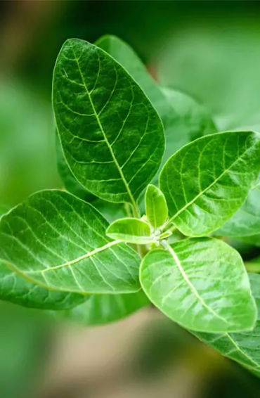 ashwagandha, herb, withaferins, withanolide glycosides, saponins, alkaloids,  acylsteril glycosides