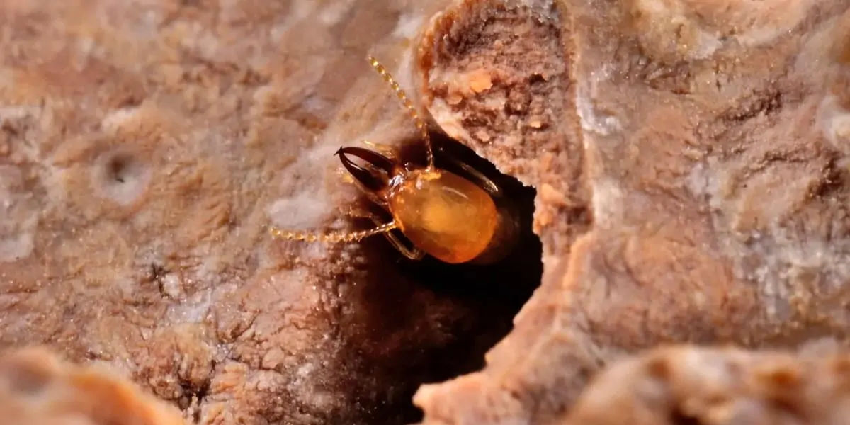 TERMITES