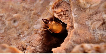 TERMITES