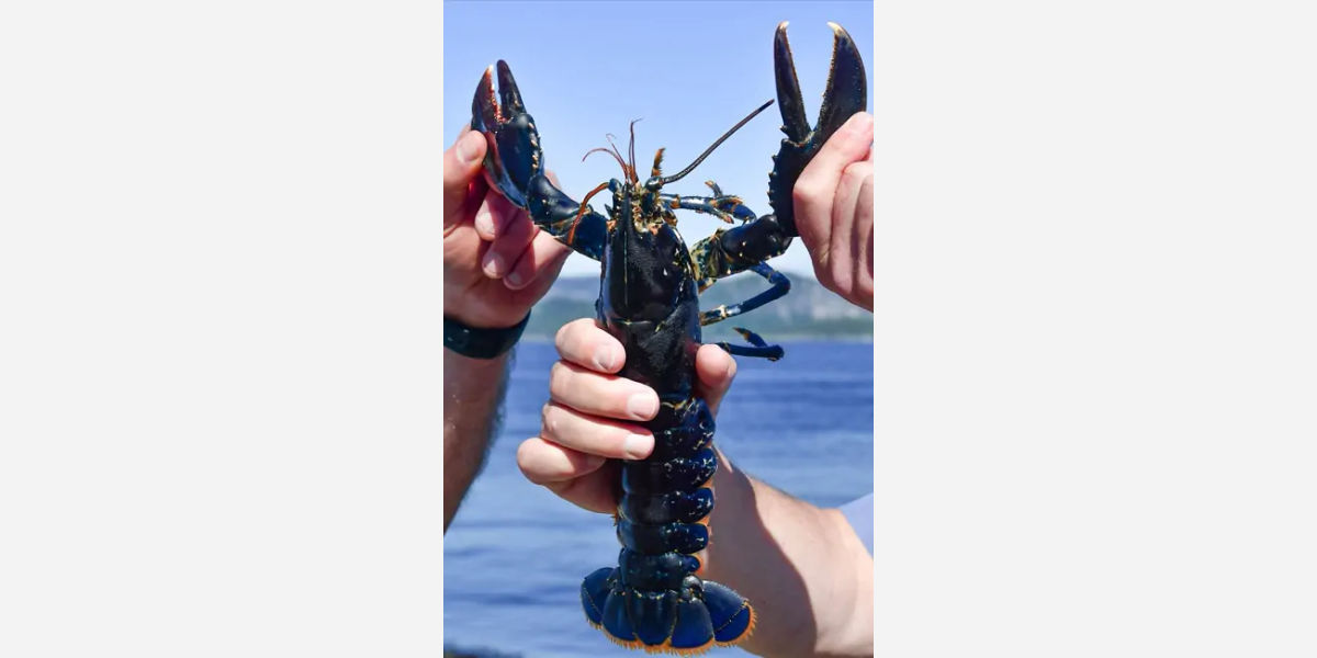 Lobsters